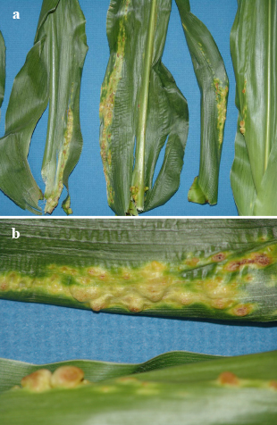 Figures 3a and 3b. Common smut galls on leaves are often small and look like blisters.
