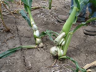 Figure 4. Galls developing on stalks are often larger than those on other plants parts.