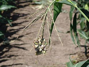 Figure 6. Common smut galls may develop on tassels.