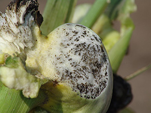 Figure 7. Dark streaks may appear inside galls as fungal strands develop into spores.
