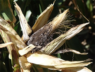 Figure 8. Systemic infection by the head smut fungus is only evident on ears and tassels, which are also usually sterile.