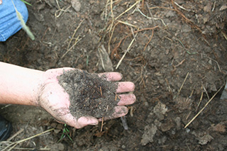 Figure 1.	Finished compost looks like dark brown soil, and is crumbly and earthy-smelling