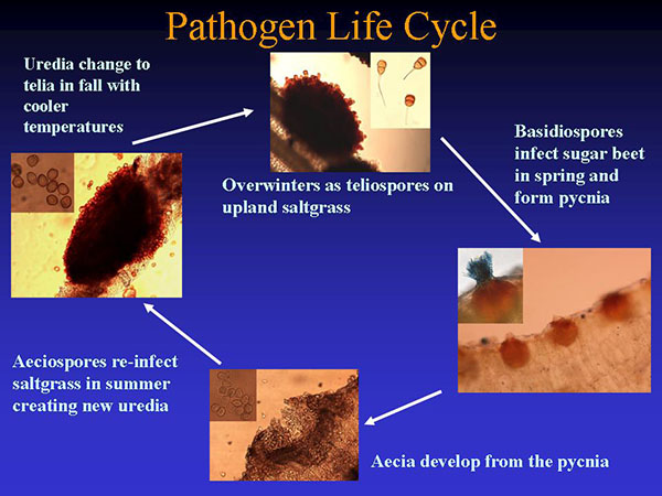 Figure 1. Life cycle of the sugar beet seedling rust pathogen, Puccinia subnitens. 