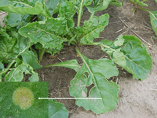 Figure 10. Sugar beet plant in the 5-6 leaf growth stage exhibiting a pycnial lesion of P. subnitens, long past the cotyledon stage with a close-up of the lesion (inset). 