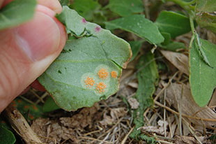 Figure 2. Young aecia arranged in circular patterns on the underside of a common lambsquarters leaf.
