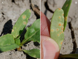 Figure 3. Circular, light-yellow pycnial lesions on the upper surface of a sugar beet cotyledon (A); yellowish-orange aecial pustules arranged in rings on the lower cotyledon surface (B). 
