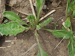 Figure 9. Pycnial lesion on one of the first true leaves of an infected sugar beet plant. 