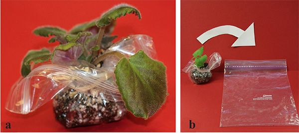 Figure 1. a) Enclose roots and soil in a plastic bag, b) then place the sample in a second sealable plastic bag.