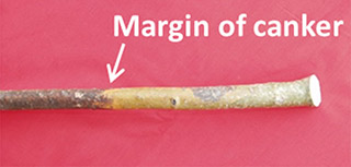 Figure 2. Photo of the canker margin that should be included when submitting a sample. (Photo courtesy of Stephen Wegulo, UNL Extension Plant Pathologist)