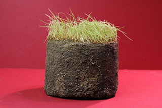 Figure 3. A turf plug with the proper dimensions: approximately 6 inches in diameter and 4-6 inches deep.