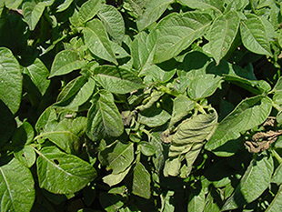 Figure 2. Potato leaf showing the start of curling due to false chinch bugs.