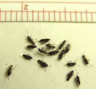 Figure 4. Adult false chinch bugs collected from a curled potato leaf.