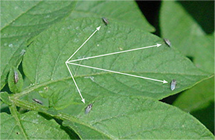 Figure 5. Adult false chinch bugs on a potato leaf.