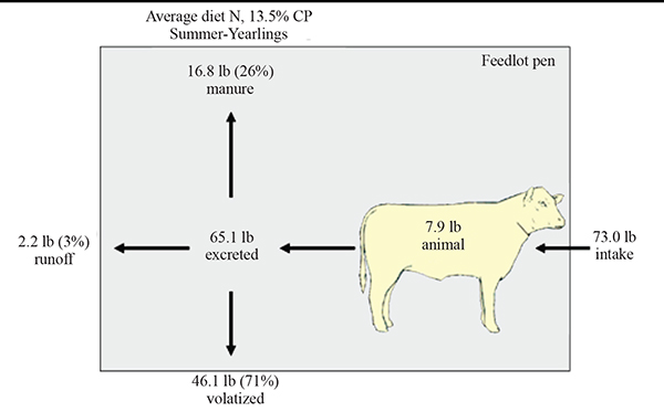 Figure 2. Cattle fed a 13.5 percent corn control diet and the effect on N mass balance.