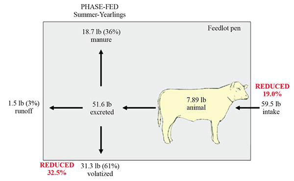 Figure 3. Cattle fed to meet and not exceed protein requirements throughout the feeding period, and the effect on N mass balance.