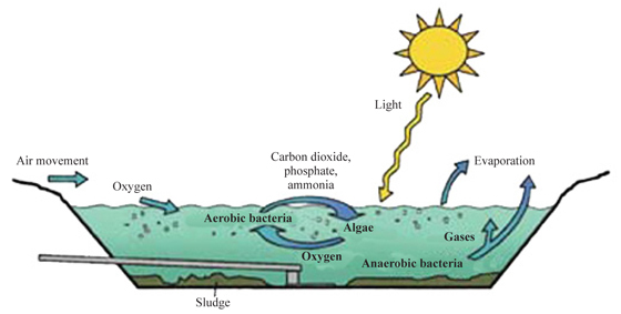 Figure 3. Processes occurring within a wastewater lagoon.