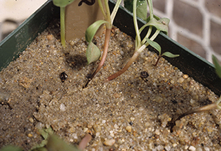 Figure 1. Black, thin stems and lack of cotyledon wilting, characteristic of acute seedling phase of the disease caused by A. cochlioides. 
