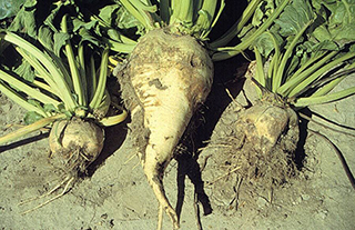 Figure 10. Severe rotting symptoms of Aphanomyces root rot of sugarbeet.