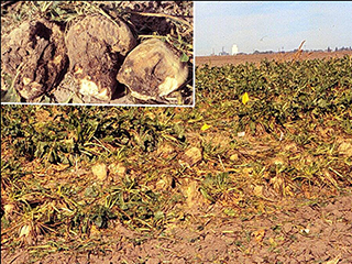 Figure 11. Aphanomyces-infested field at harvest and severely scarred and distorted roots broken off at ground level after defoliation (inset).