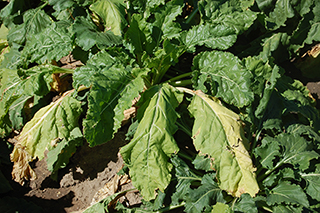 Figure 4. Foliar symptoms (yellowing and wilting) characteristic of Aphanomyces root rot.