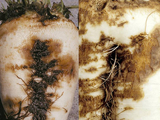 Figure 5. Root lesions of Aphanomyces root rot of sugarbeet — initial water-soaked lesions (left) and scabby lesions after drying (right).