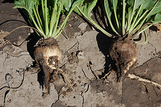 Figure 6. Early tip rot symptoms of Aphanomyces root rot of sugarbeet.