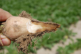 Figure 7. Internal discoloration of taproot as disease progresses from initial infection.