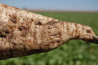 Figure 8. Mild scarring of sugarbeet due to previous A. cochlioides infection.