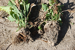 Figure 9. Severe distortion of sugarbeets due to previous A. cochlioides infection.