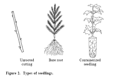 Figure 2. Types of seedlings.