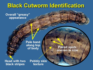 Figure 1.	Diagnostic features to identify black cutworms.