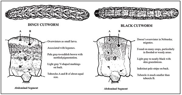 Figure 2.	Chart showing differences between dingy and black cutworms.