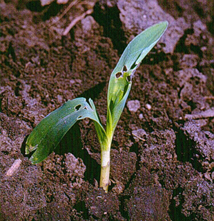 Figure 3.	Leaf feeding by small black cutworms on corn.