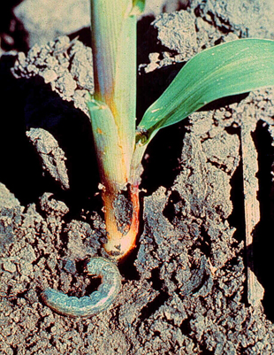 Figure 4.	Cutting at the base of corn plant by black cutworms.