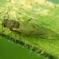 photo of russian wheat aphid