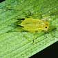 photo of english grain aphid