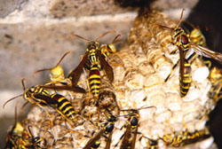 Figure 3. Paper wasps. 