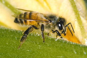Figure 4. Honey bee. 