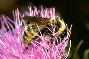Figure 5. Bumble bee.