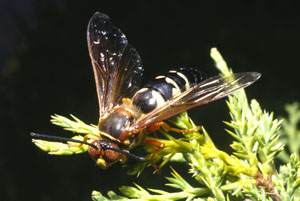 Figure 6.	Cicada killer. 