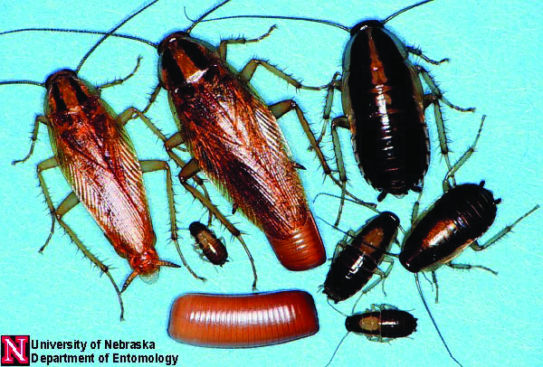 Low-Toxic Cockroach Control (G1523)