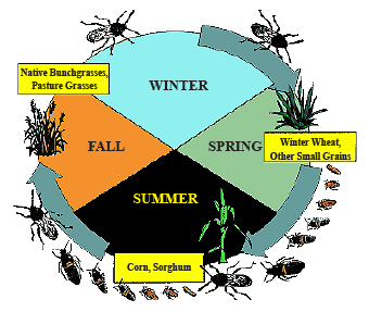 Figure 2. Life cycle of the chinch bug.