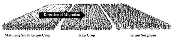 Figure 3. Placement of sorghum-sudangrass trap crop to intercept chinch bug migration.