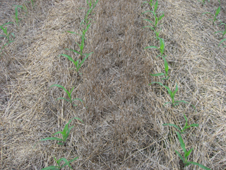 Figure 1. Ecofarming is the practices of planting corn or sorghum directly into wheat stubble, which lowers evaporation and assists in weed management.