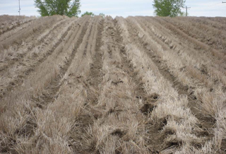 Figure 2. Wheat residue moved with residue cleaners creates undesirable effects of destroying residue, increasing evaporation, and creating weed problems in the row.