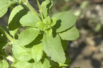 Figure 1. Stevia, which is native to Paraguay, can be used as a sweetener. 