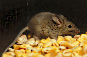 Figure 1. House mouse.