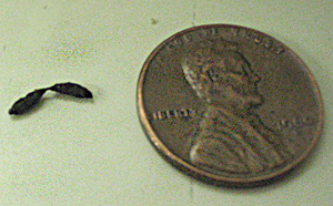 Figure 2.	Mouse dropping. 