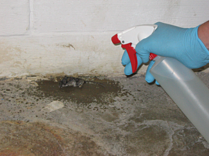 Figure 7. Spraying mouse carcass with disinfectant. 