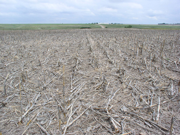 Figure 3. Corn and wheat residue in spring after corn harvest followed with herbicides. 